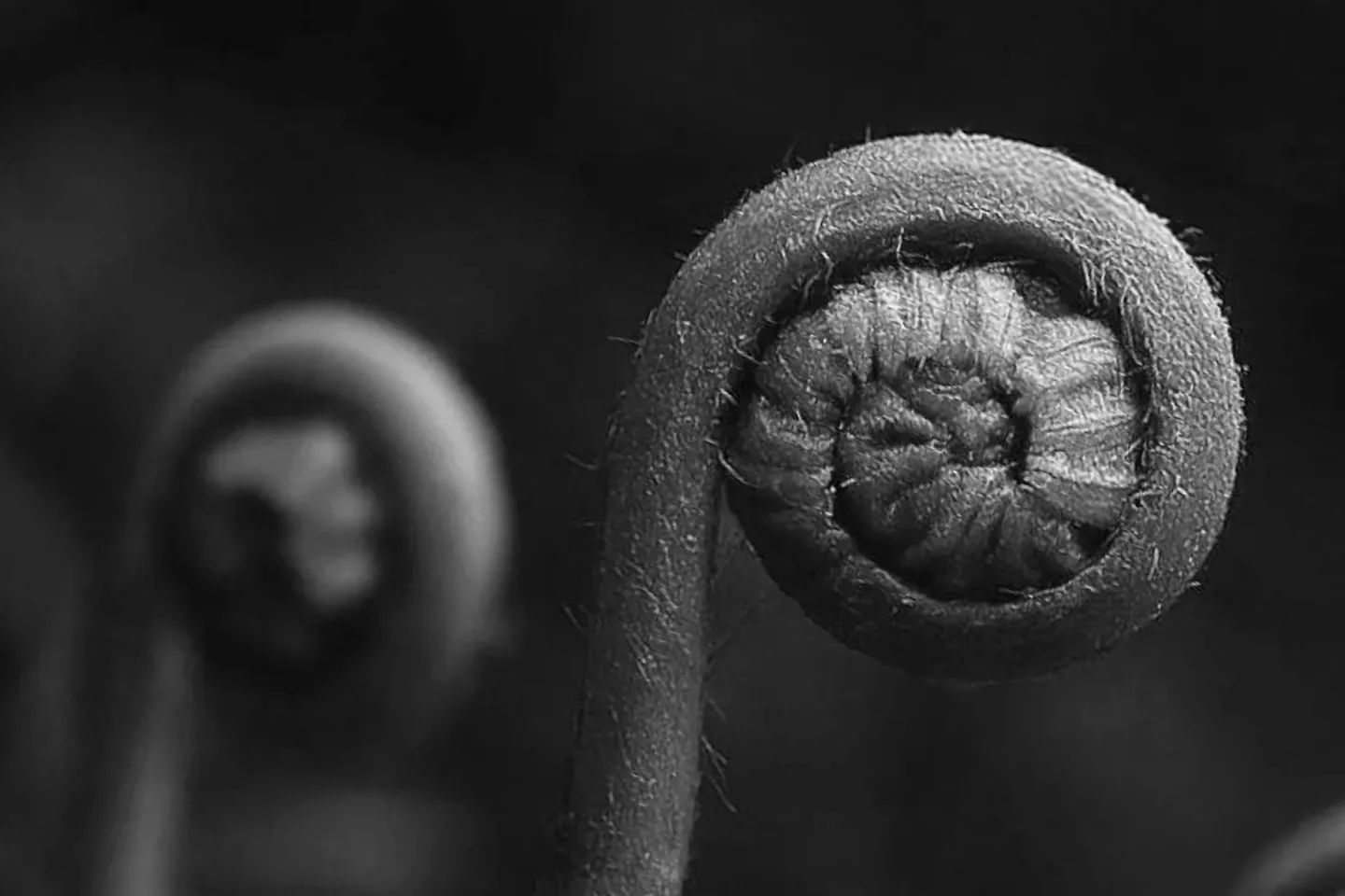 Macro fern detail from the Las Vegas Sands ESG report cover